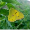 colias croceus imago5 don